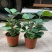 小盼菩提树盆栽植物室内花卉禅意摆件新中式办公室内桌面绿