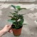 小盼菩提树盆栽植物室内花卉禅意摆件新中式办公室内桌面绿