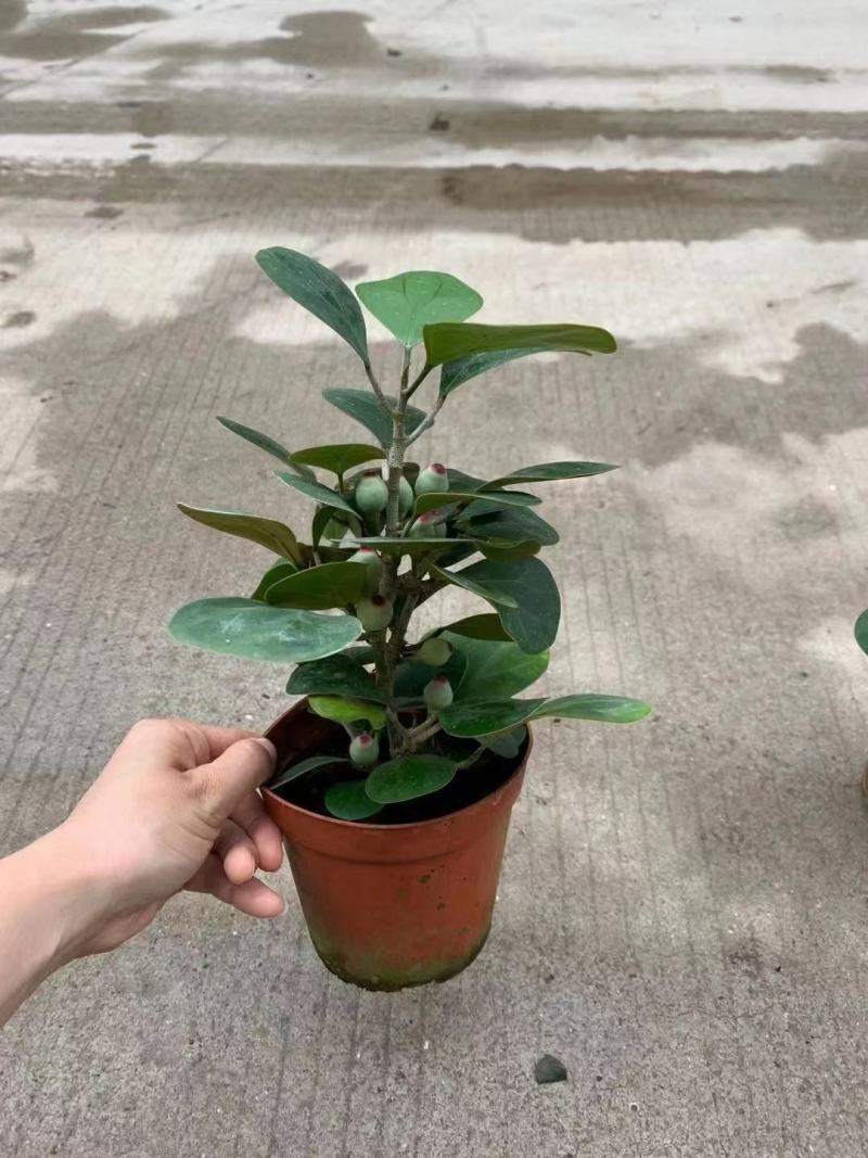 小盼菩提树盆栽植物室内花卉禅意摆件新中式办公室内桌面绿