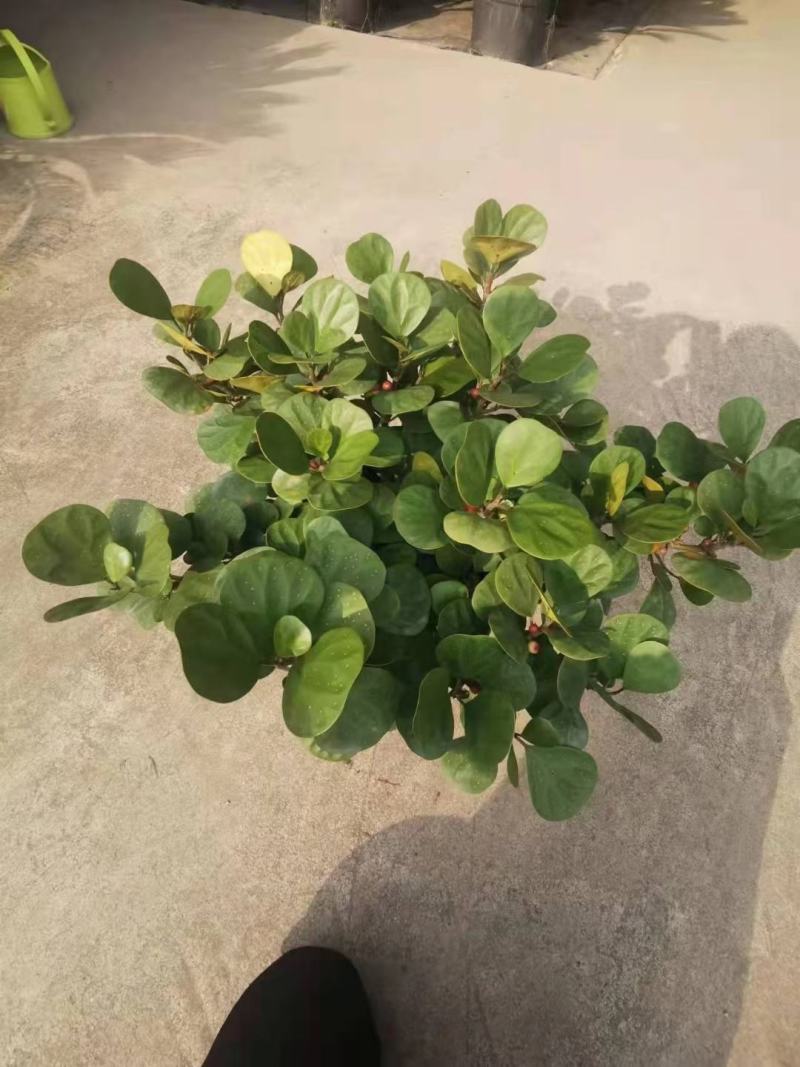 小盼菩提树盆栽植物室内花卉禅意摆件新中式办公室内桌面绿