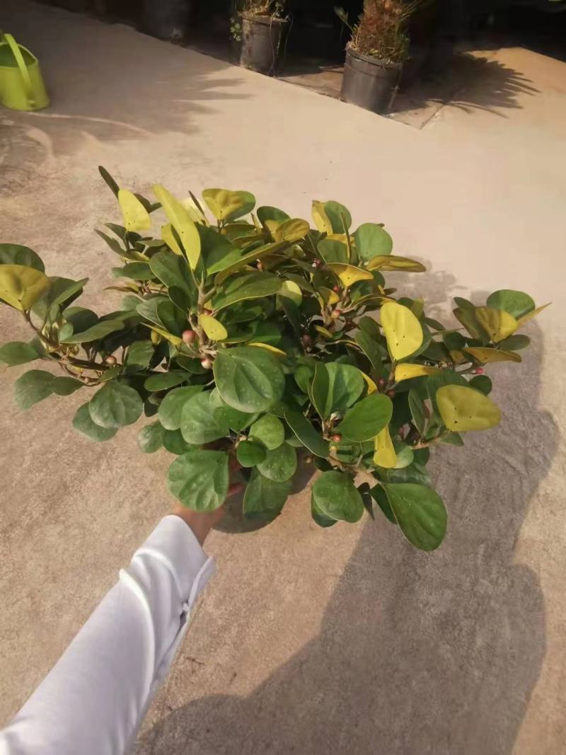 小盼菩提树盆栽植物室内花卉禅意摆件新中式办公室内桌面绿
