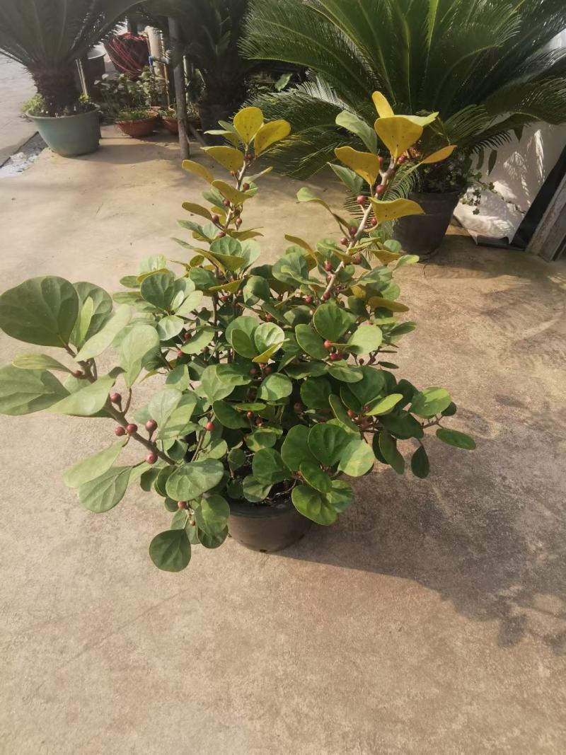 小盼菩提树盆栽植物室内花卉禅意摆件新中式办公室内桌面绿