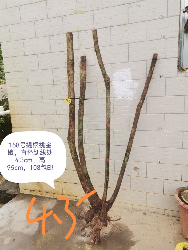 桃金娘老桩桃金娘盆栽盆景稔子树