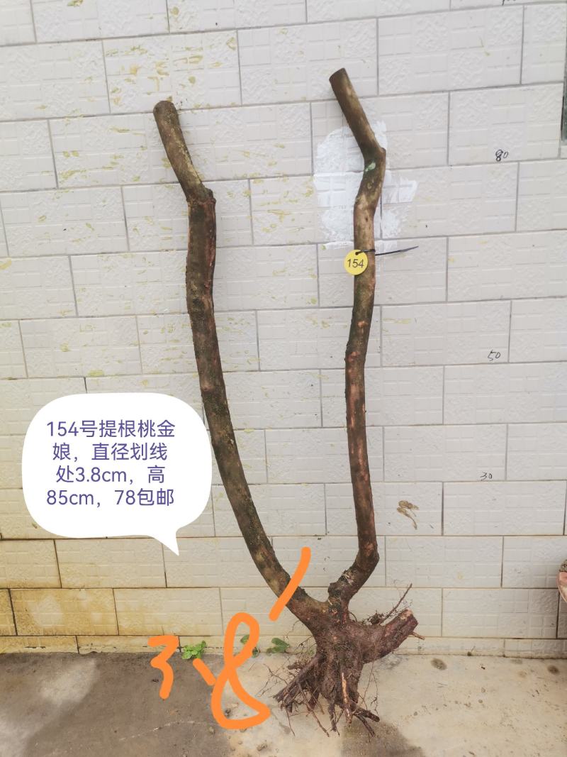 桃金娘老桩桃金娘盆栽盆景稔子树
