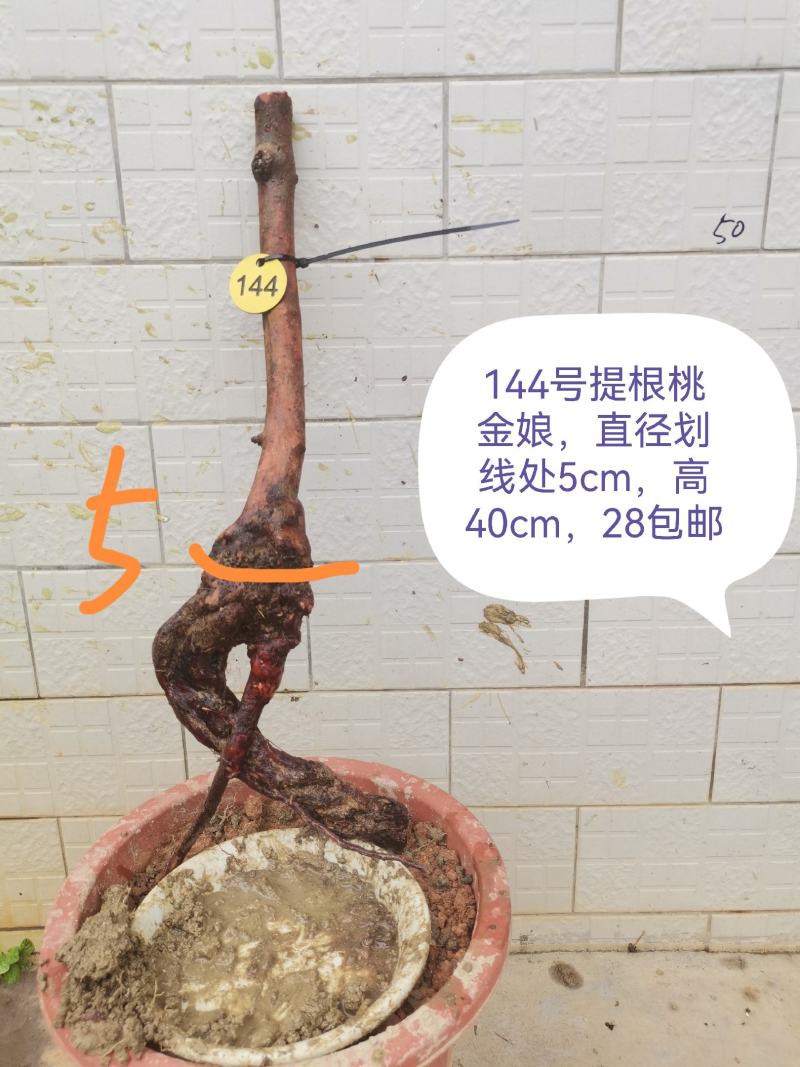 桃金娘老桩桃金娘盆栽盆景稔子树