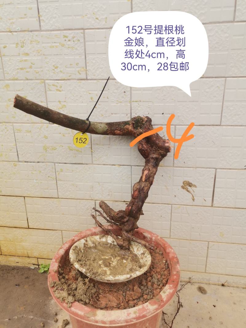 桃金娘老桩桃金娘盆栽盆景稔子树