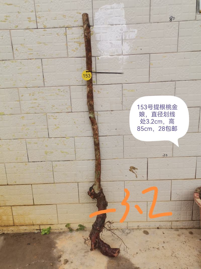 桃金娘老桩桃金娘盆栽盆景稔子树