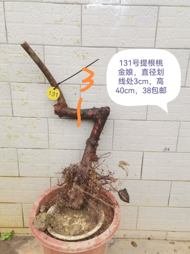 桃金娘老桩桃金娘盆栽盆景稔子树