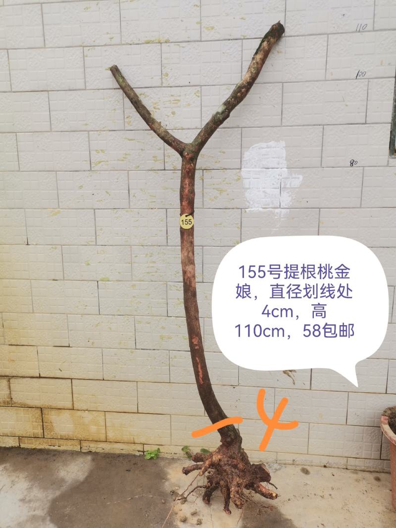 桃金娘老桩桃金娘盆栽盆景稔子树