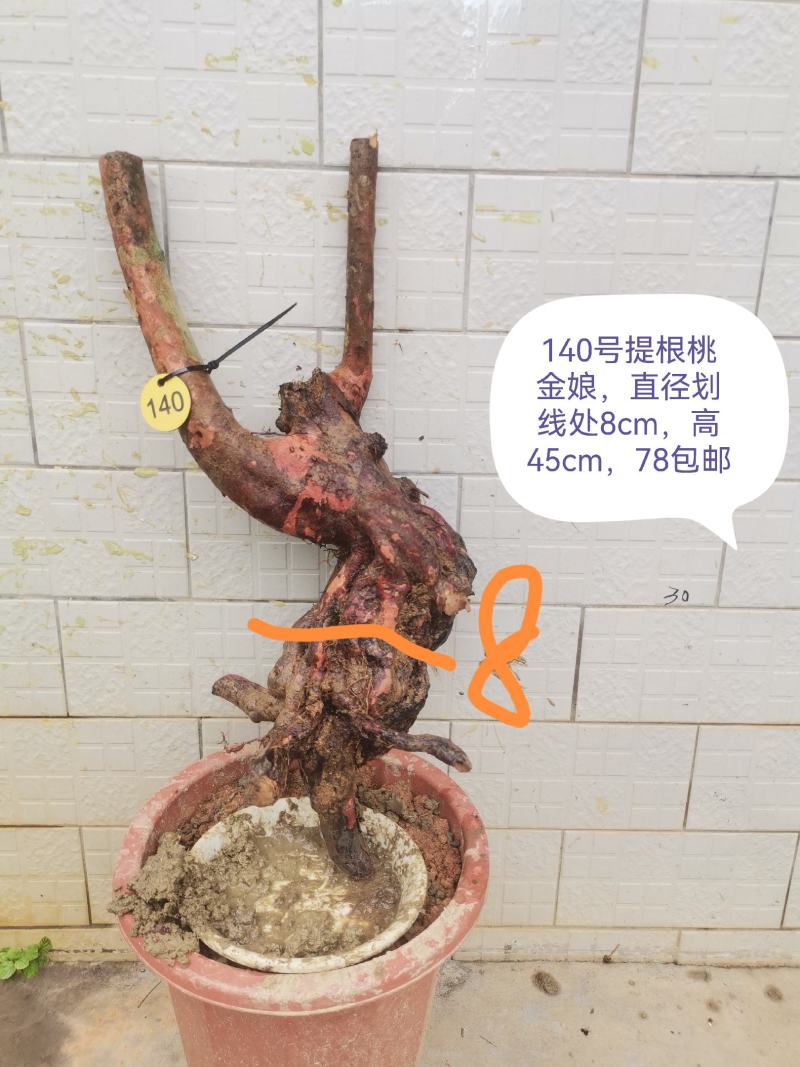 桃金娘老桩桃金娘盆栽盆景稔子树