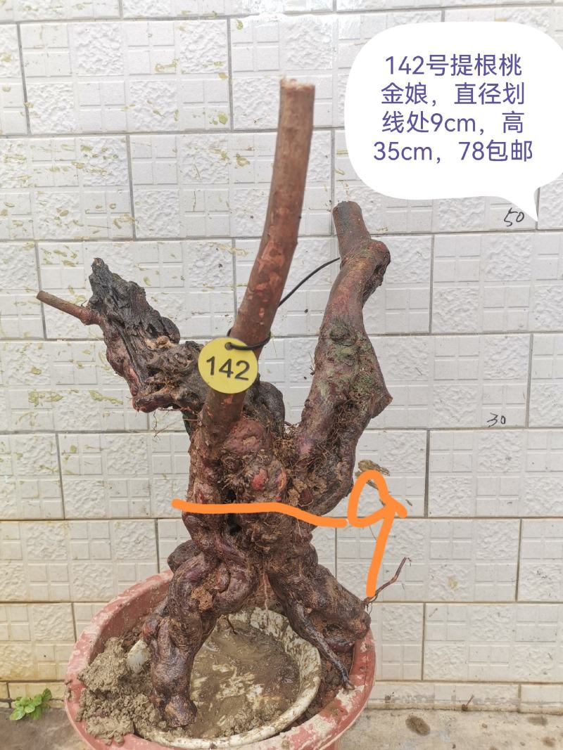 桃金娘老桩桃金娘盆栽盆景稔子树