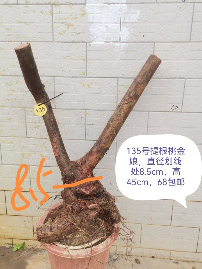 桃金娘老桩桃金娘盆栽盆景稔子树