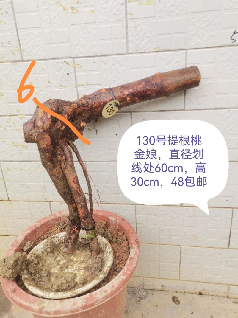 桃金娘老桩桃金娘盆栽盆景稔子树