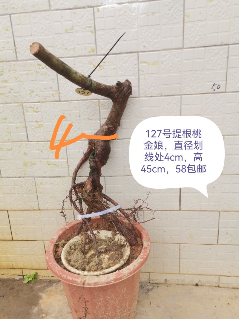 桃金娘老桩桃金娘盆栽盆景稔子树