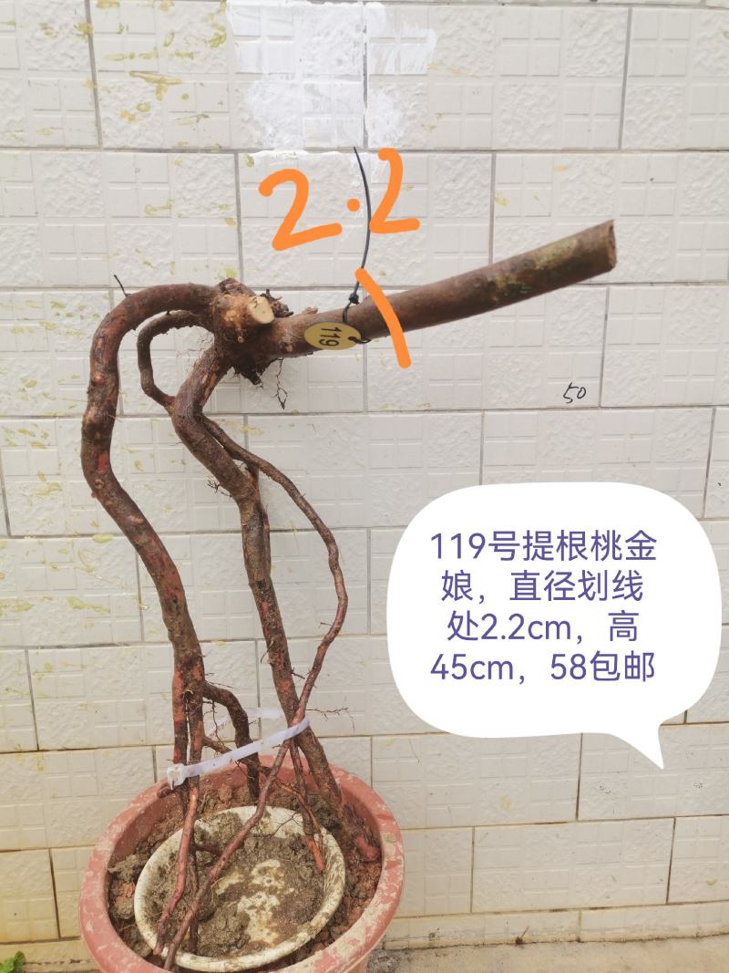 桃金娘老桩桃金娘盆栽盆景稔子树