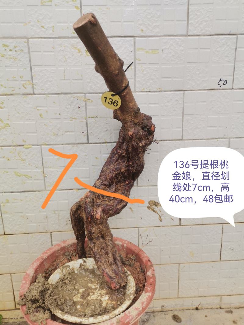 桃金娘老桩桃金娘盆栽盆景稔子树