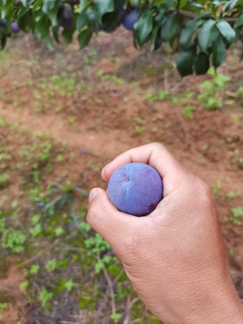 纯甜五月脆