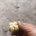 大凉山盐源早核桃