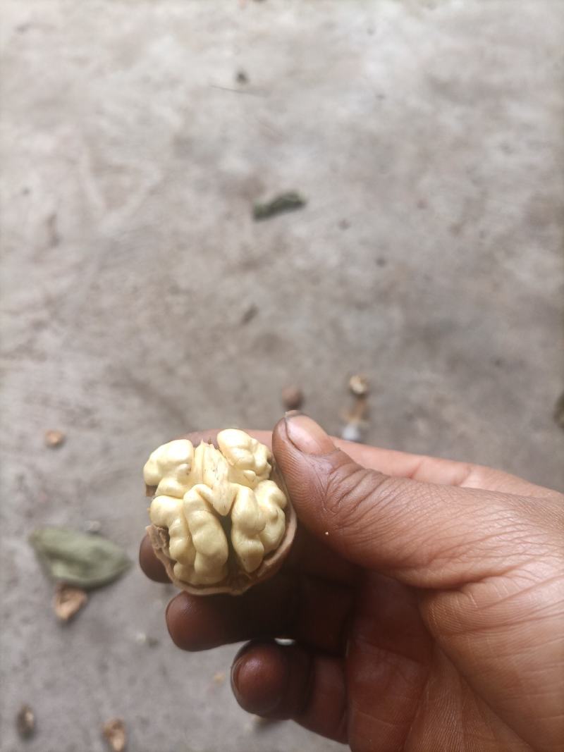 大凉山盐源早核桃
