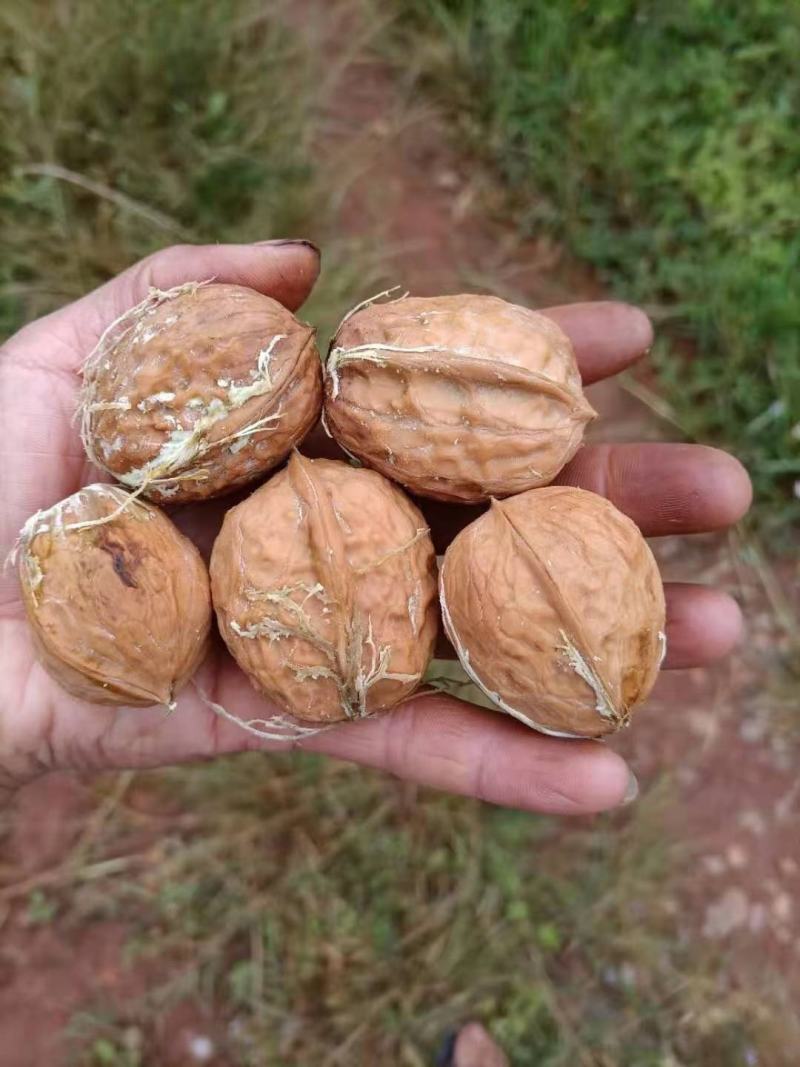 大凉山盐源早核桃