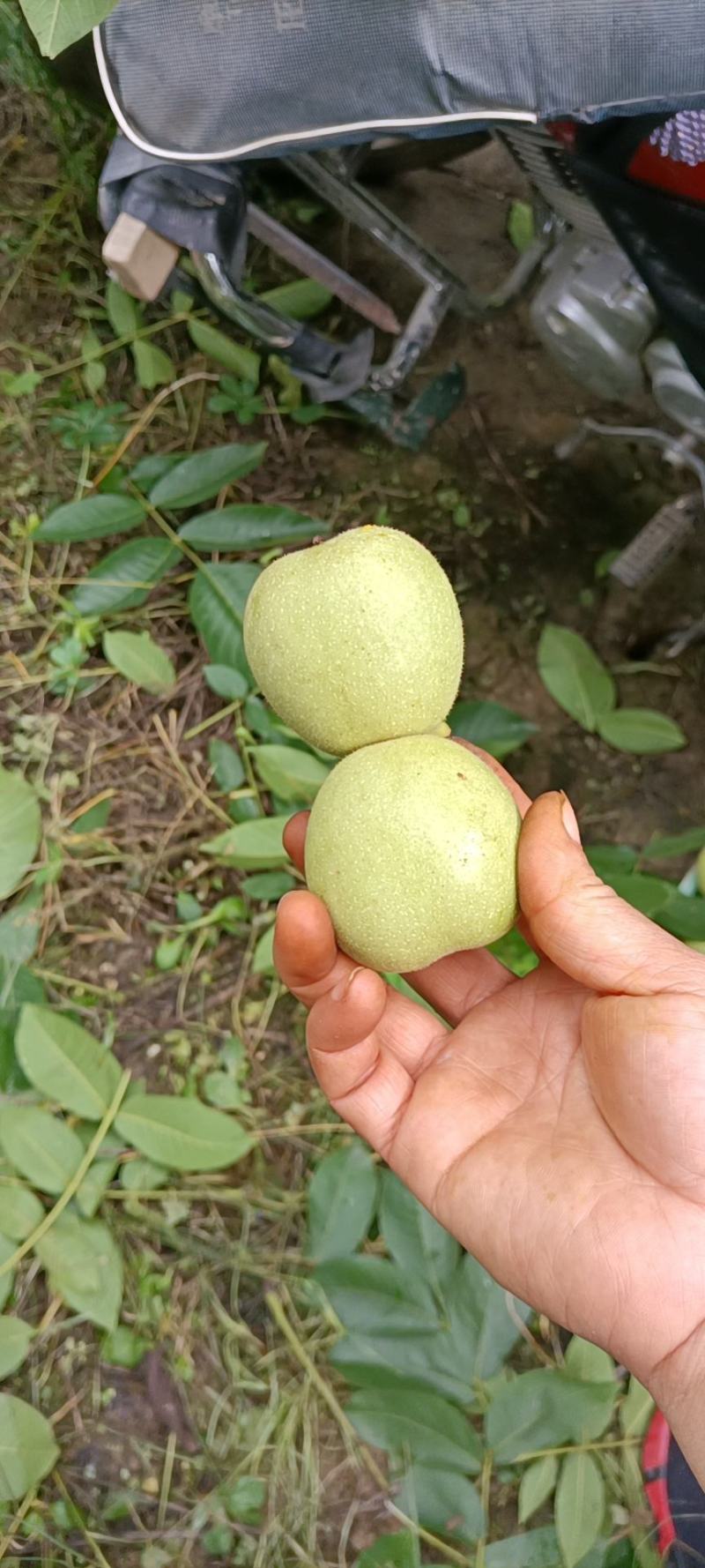 大凉山盐源早核桃