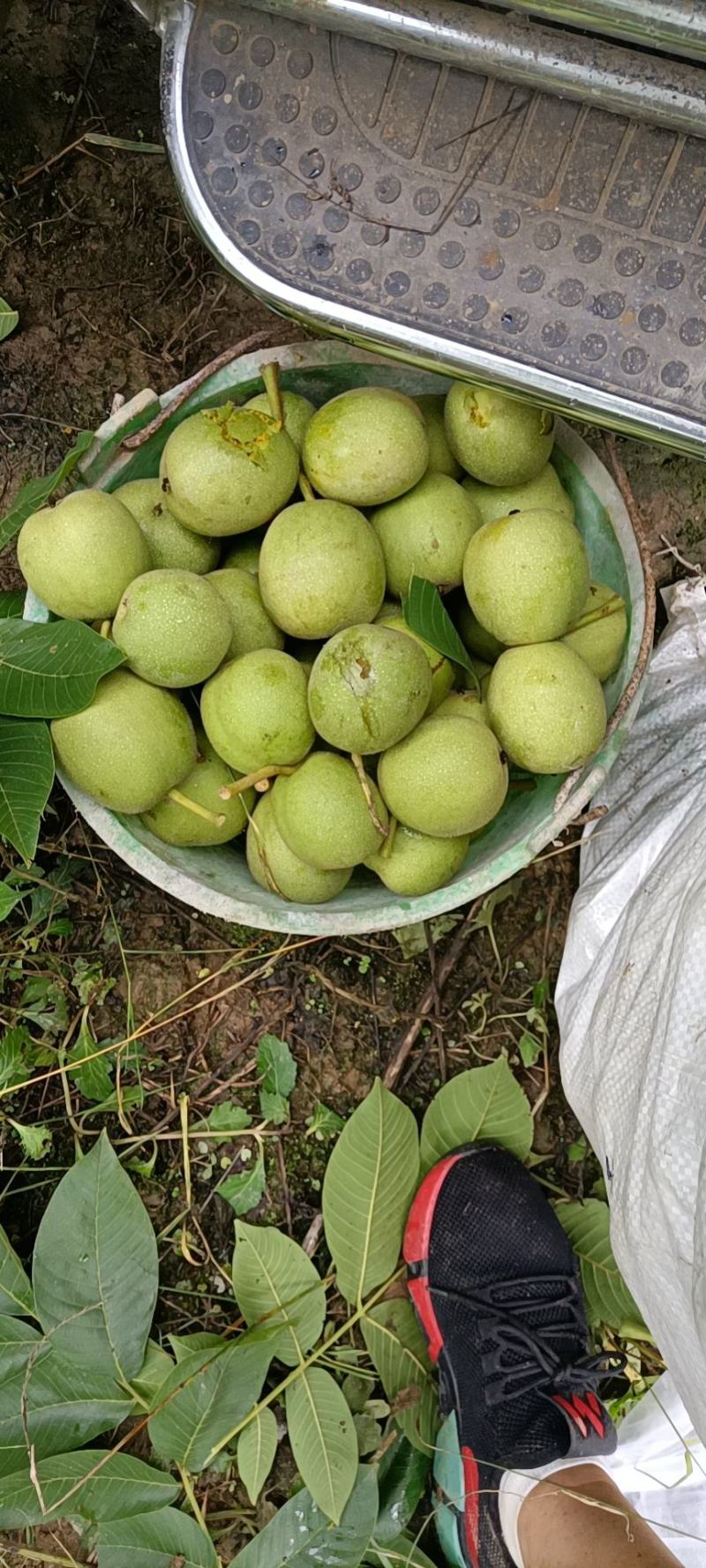 大凉山盐源早核桃