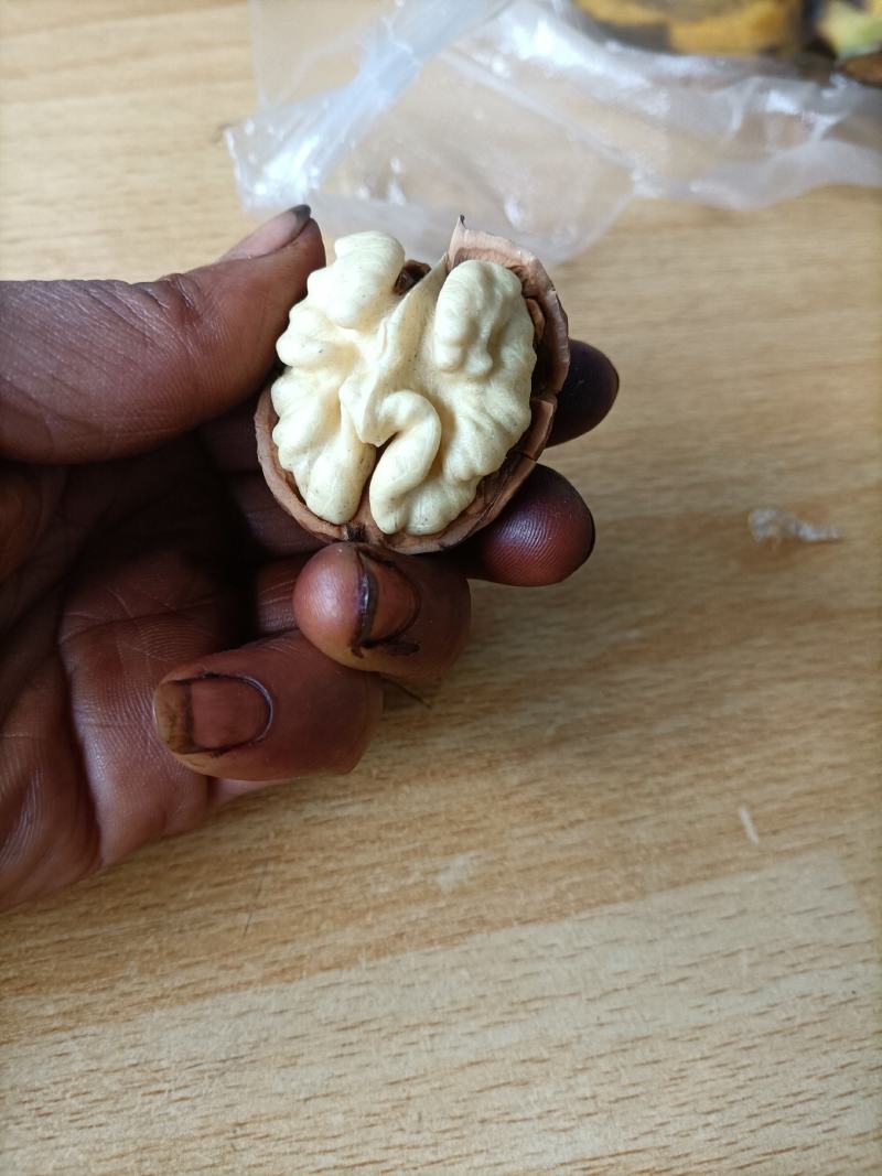 大凉山盐源早核桃