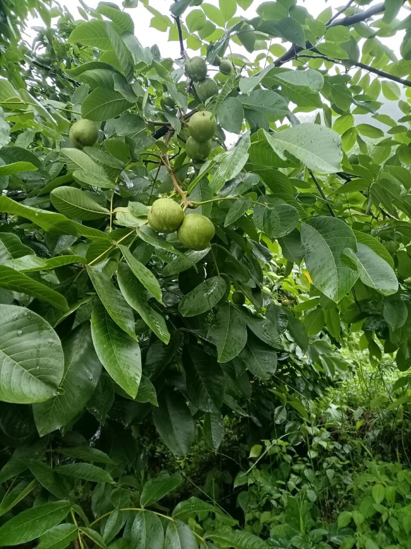 大凉山盐源早核桃