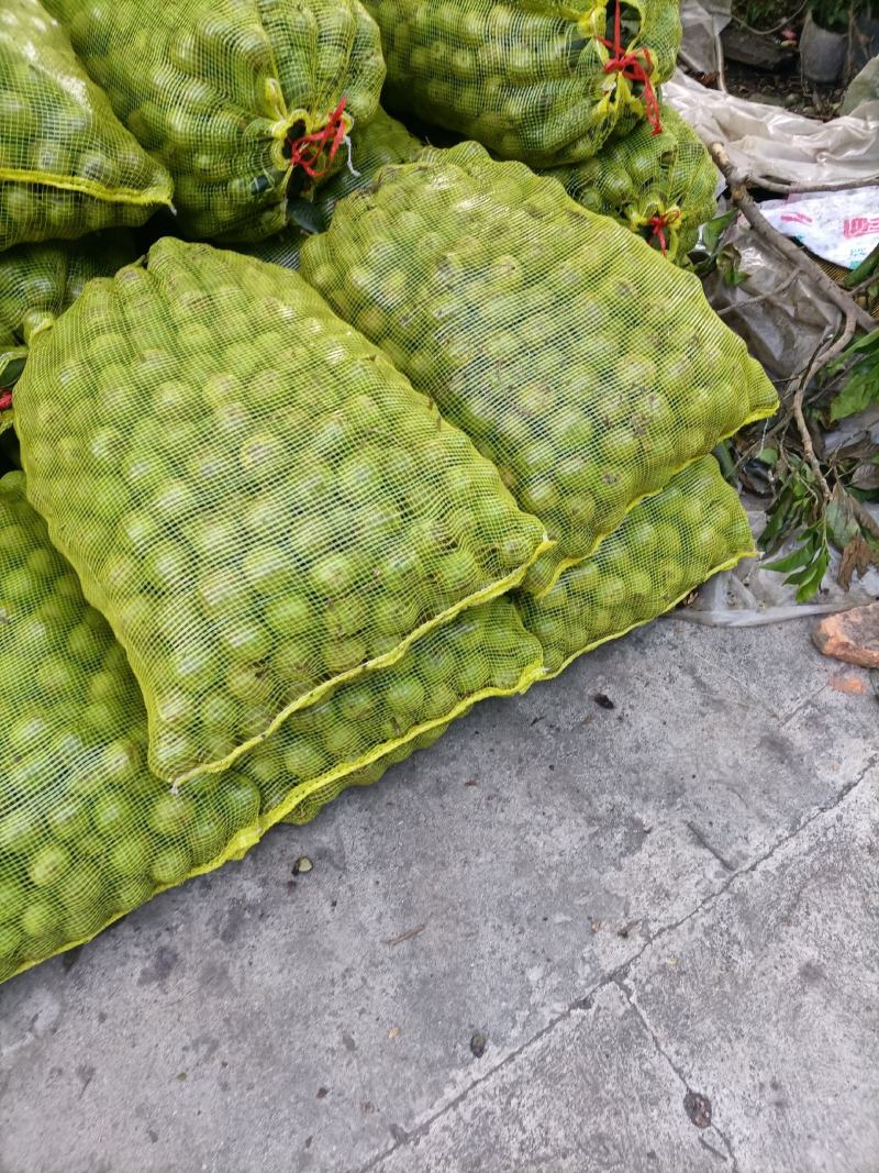 大凉山盐源早核桃
