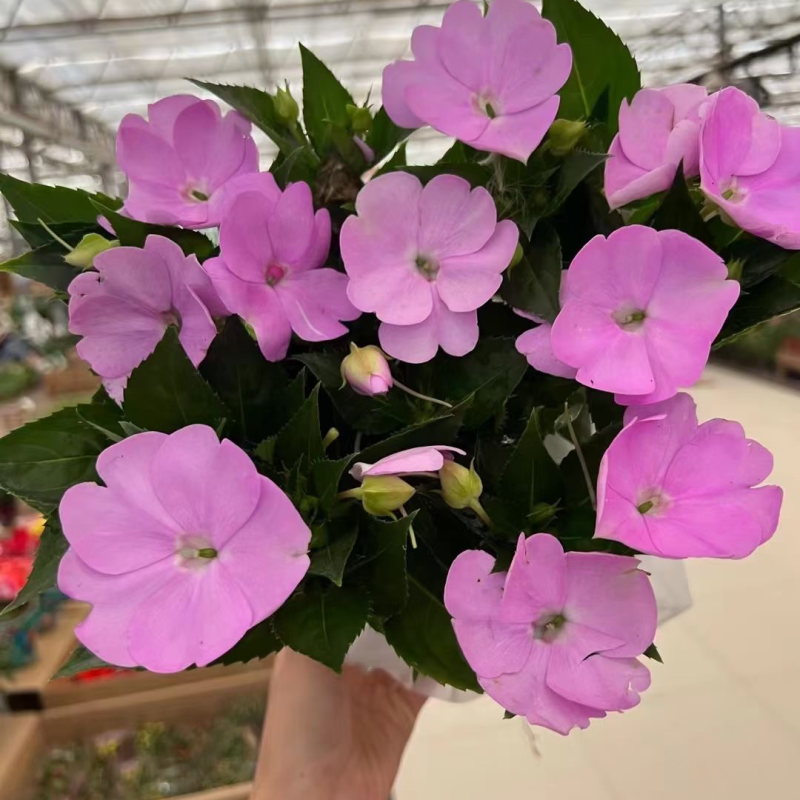 超级凤仙，桑贝斯凤仙花