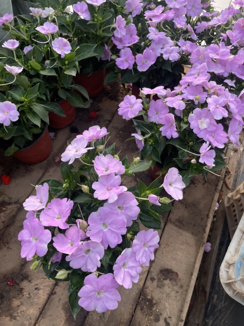 超级凤仙，桑贝斯凤仙花
