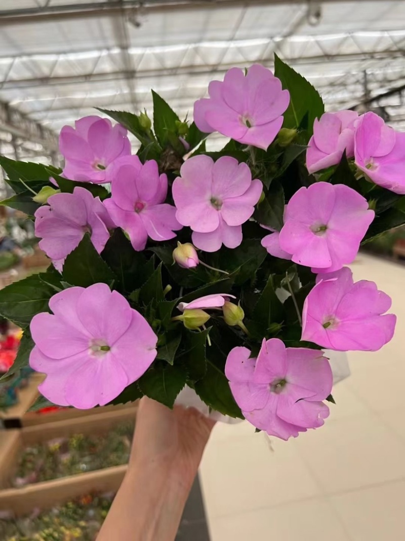 超级凤仙，桑贝斯凤仙花