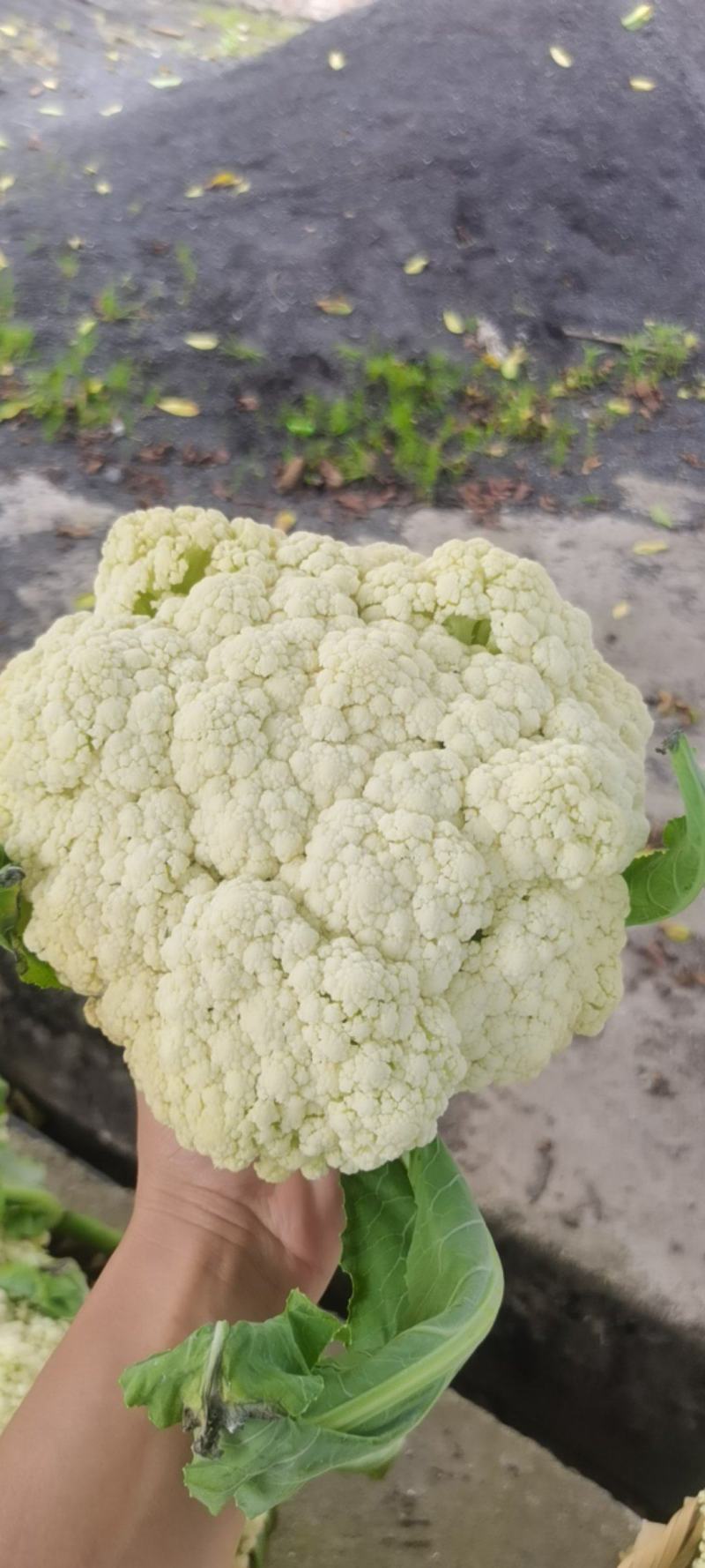 花菜
