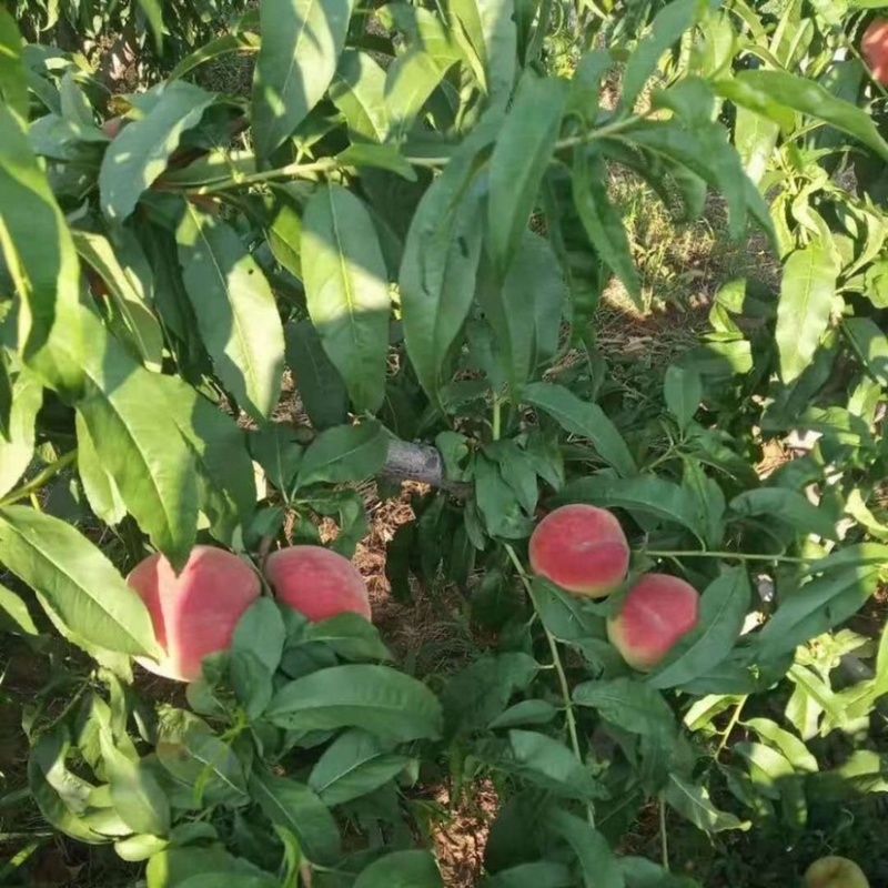 红不软毛桃口感脆甜，大头偏大均匀，离核红肉，大量有货
