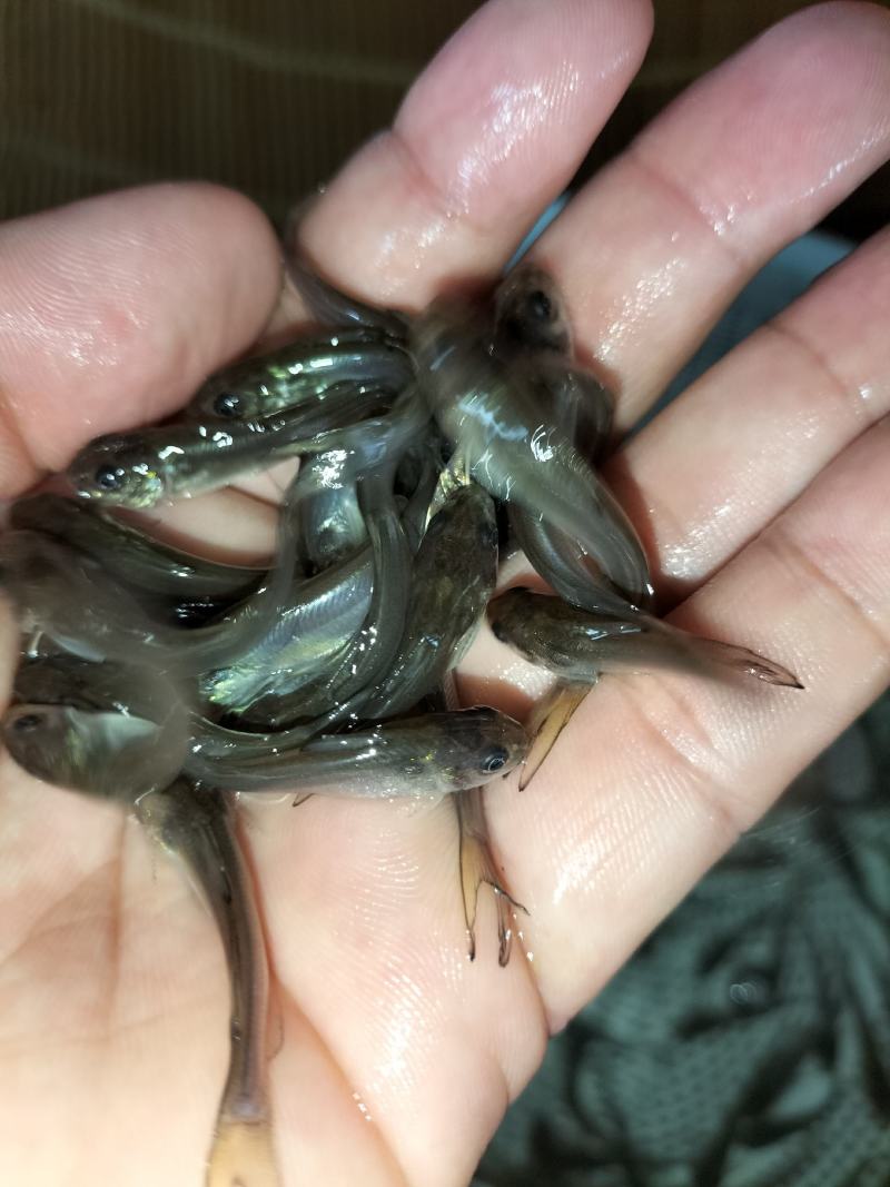 优质叉尾鱼苗广东叉尾鮰鱼苗斑点叉尾鱼苗批发，包邮