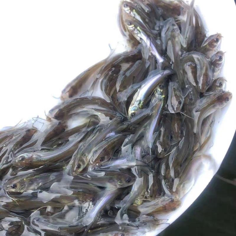 优质叉尾鱼苗广东叉尾鮰鱼苗斑点叉尾鱼苗批发，包邮