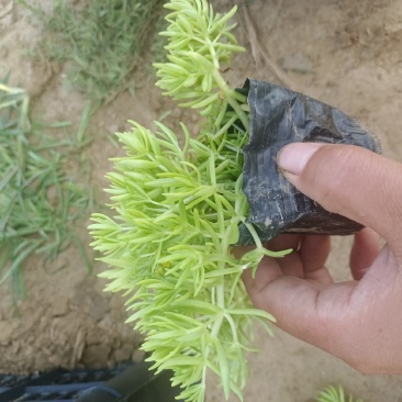 佛甲草（黄金条）