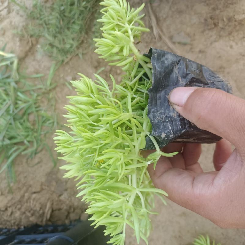 佛甲草（黄金条）
