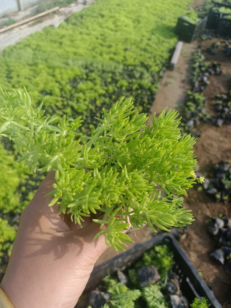 佛甲草（黄金条）