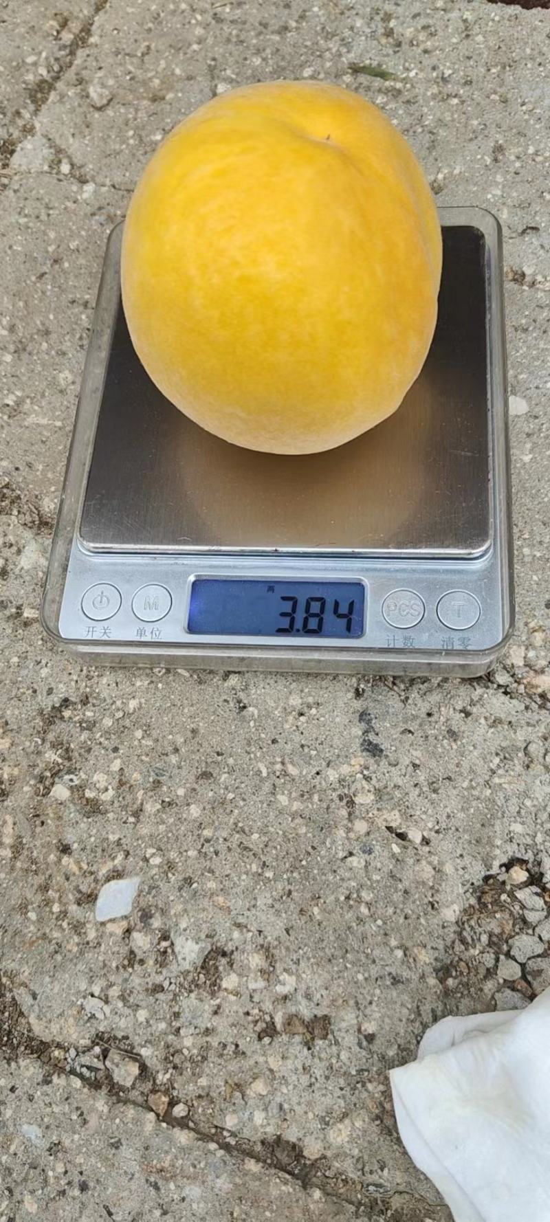 金冠8-18甜黄桃，黄金蜜一号