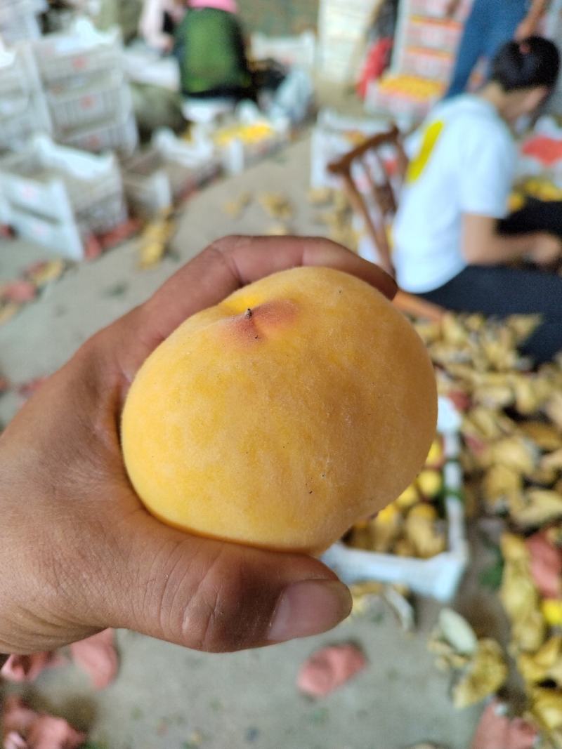 金冠8-18甜黄桃，黄金蜜一号