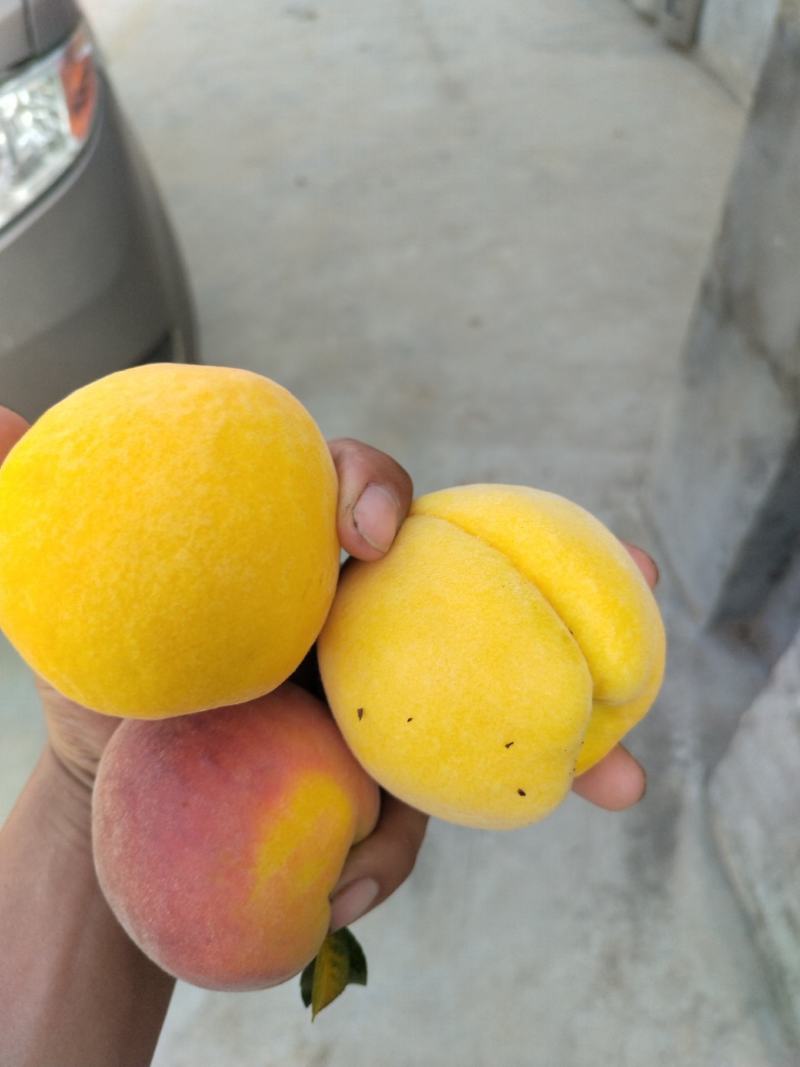 金冠8-18甜黄桃，黄金蜜一号