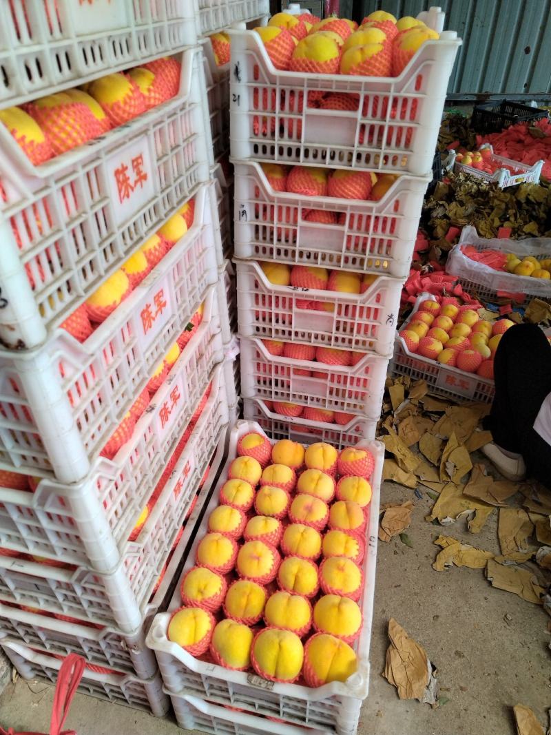 金冠8-18甜黄桃，黄金蜜一号