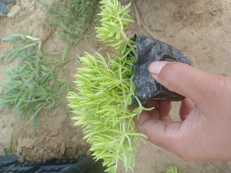 佛甲草（黄金条）
