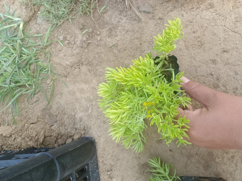佛甲草（黄金条）