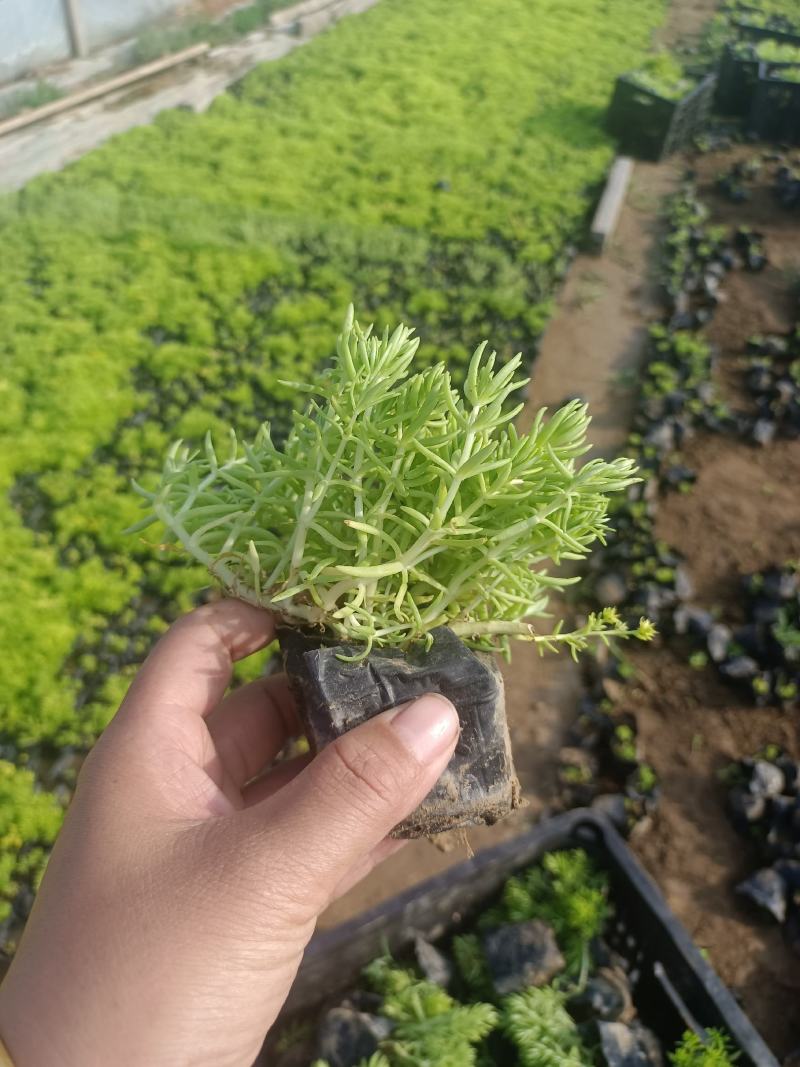佛甲草（黄金条）