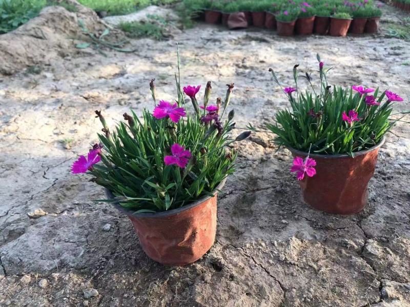 欧石竹绿化工程，地被草坪，花海花镜，小苗种植基地