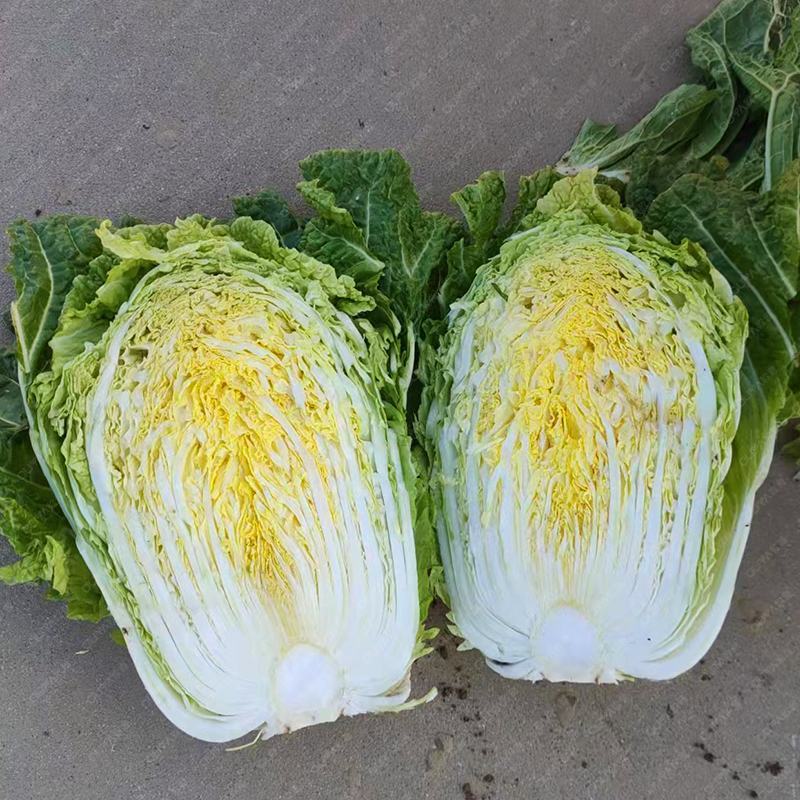 早熟大白菜种子黄心黄芯大白菜种子抗性强春秋两用65天采收