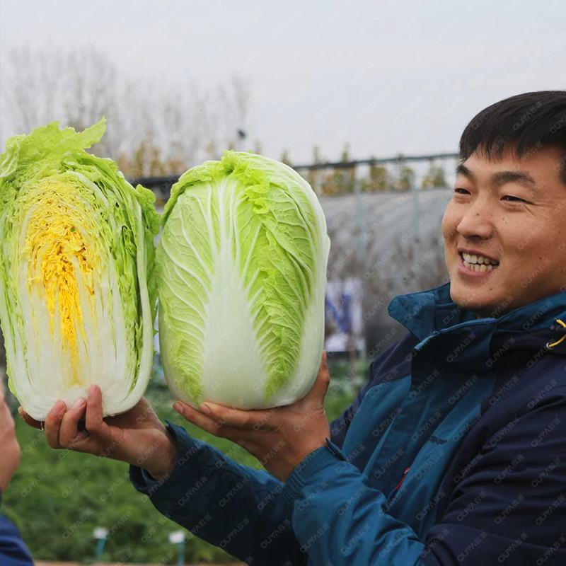 早熟大白菜种子黄心黄芯大白菜种子抗性强春秋两用65天采收