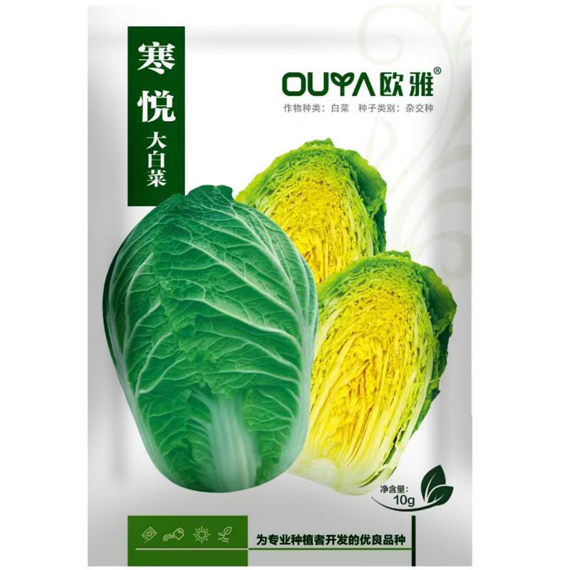 早熟大白菜种子黄心黄芯大白菜种子抗性强春秋两用65天采收